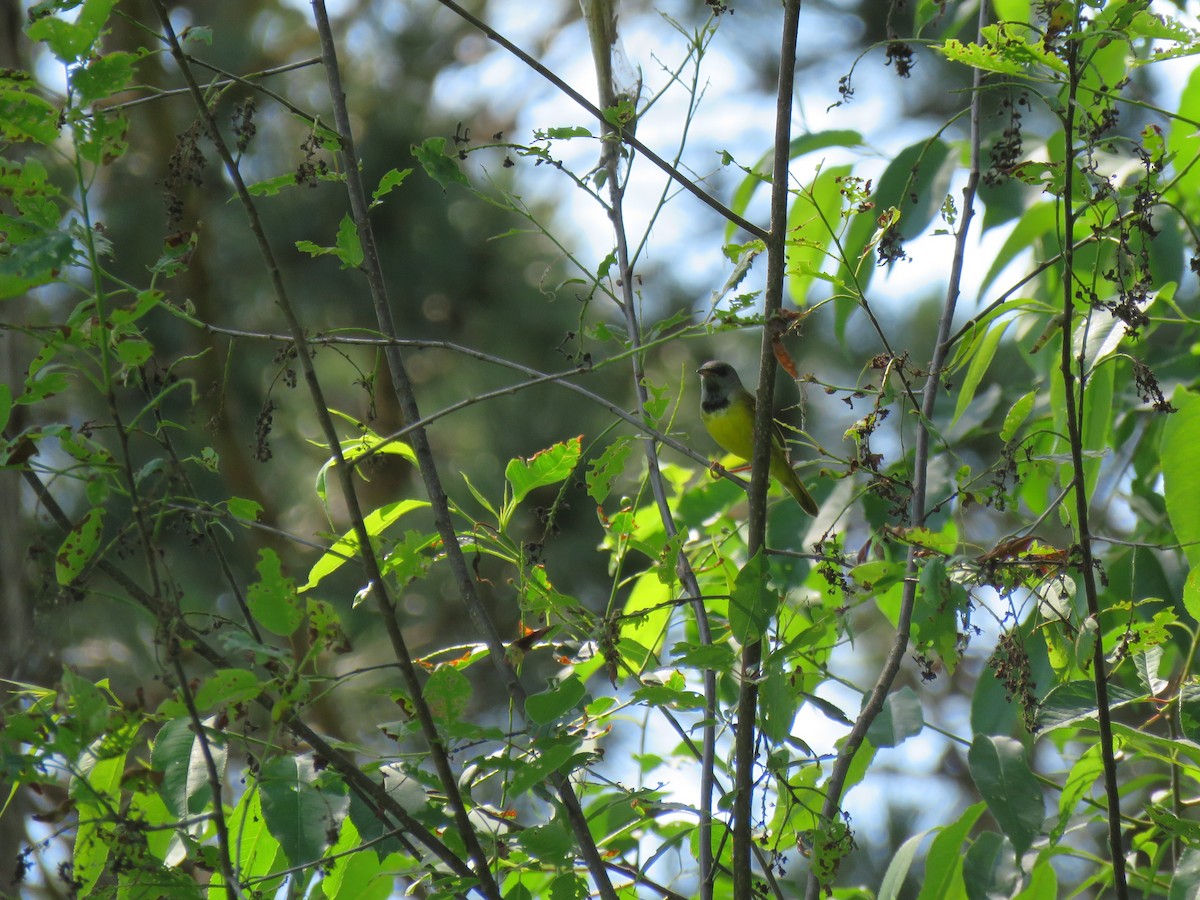 Mourning Warbler - ML620644858