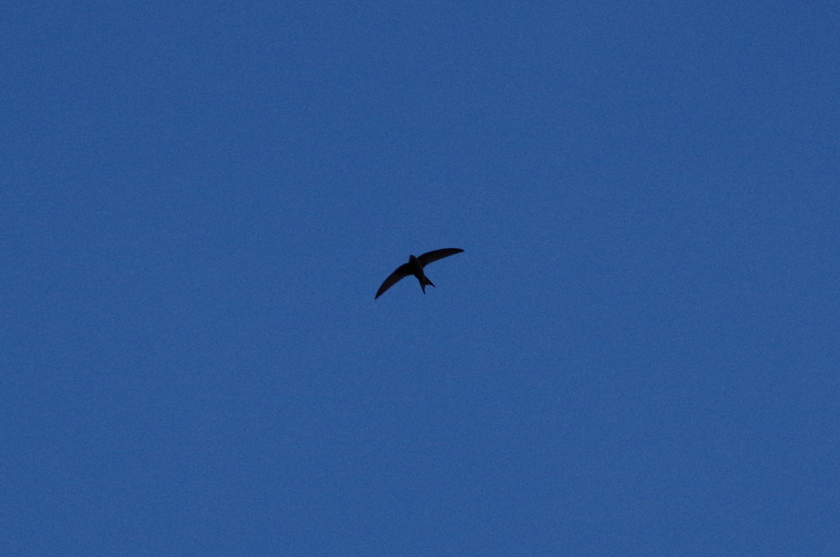 Common Swift - ML620644860