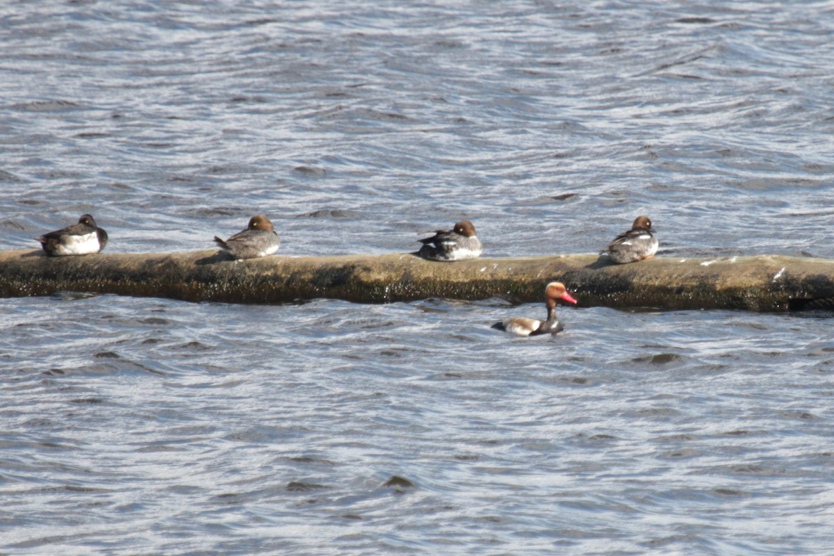 Red-crested Pochard - ML620644861