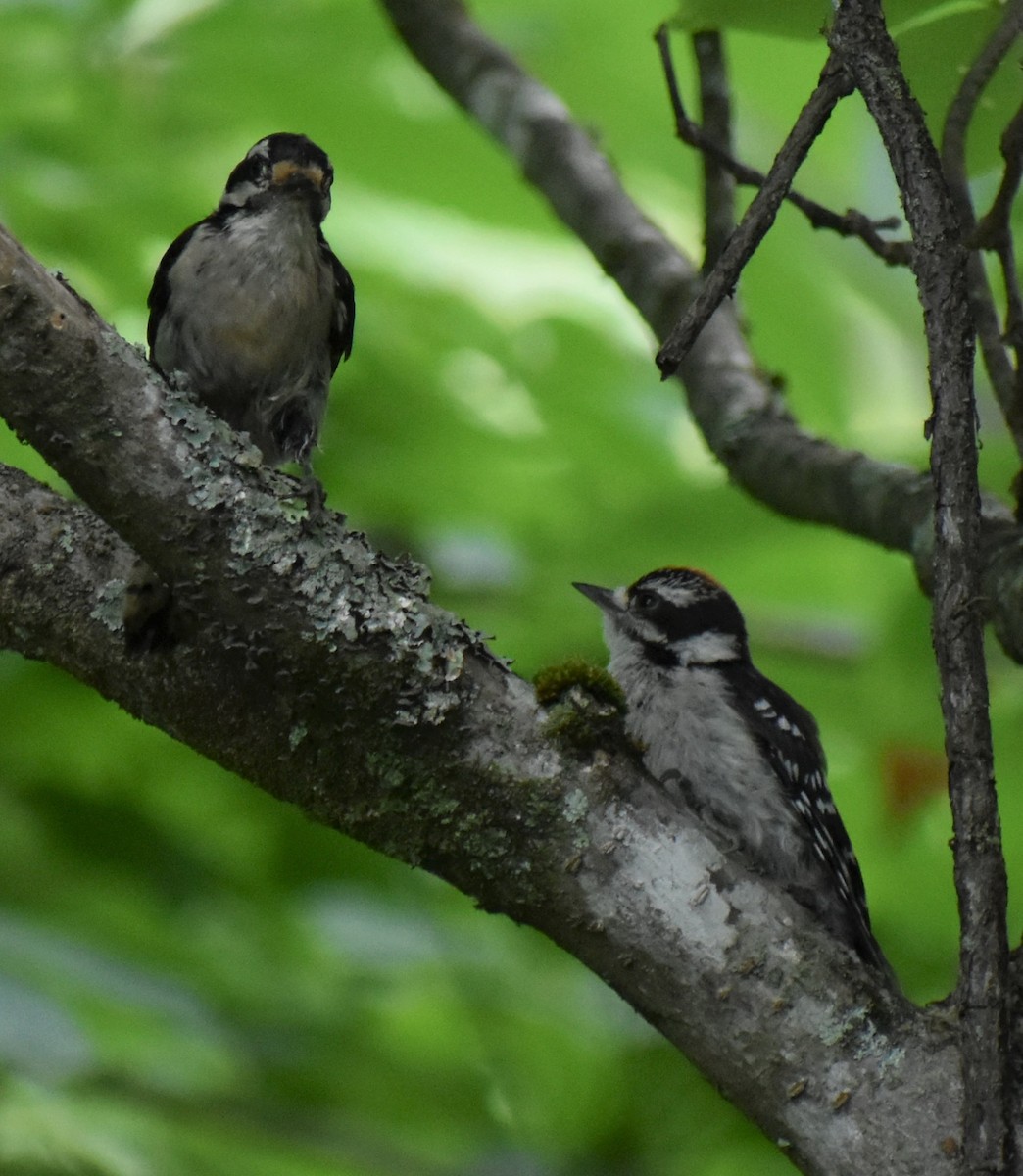 Yumuşak Tüylü Ağaçkakan (pubescens/medianus) - ML620644865