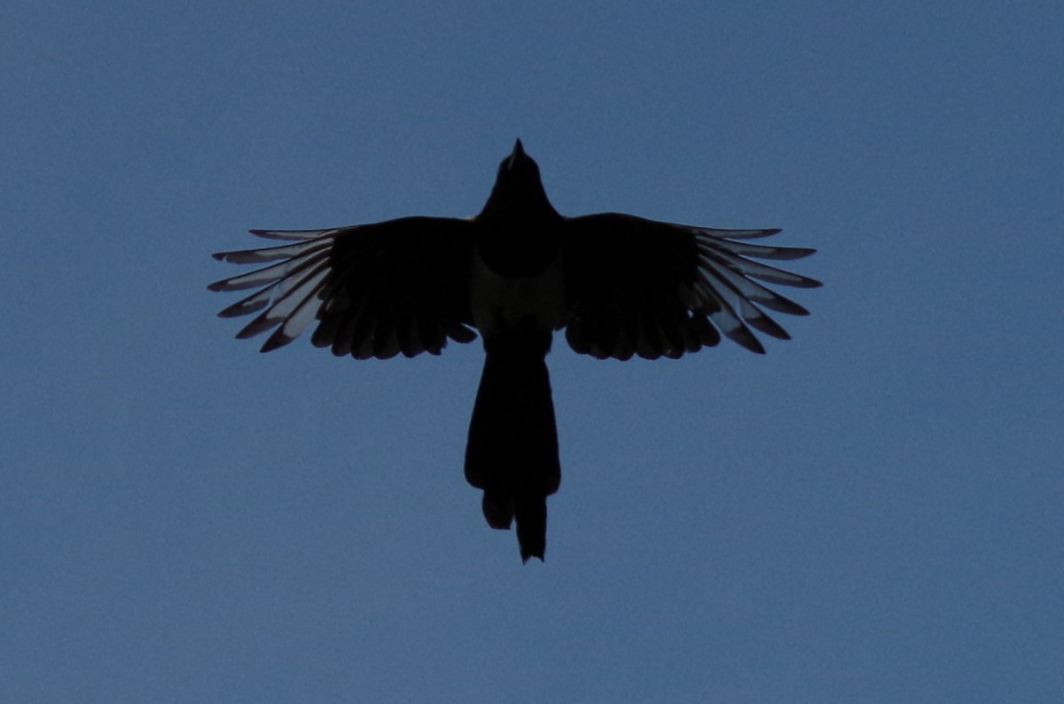 Eurasian Magpie - ML620644867