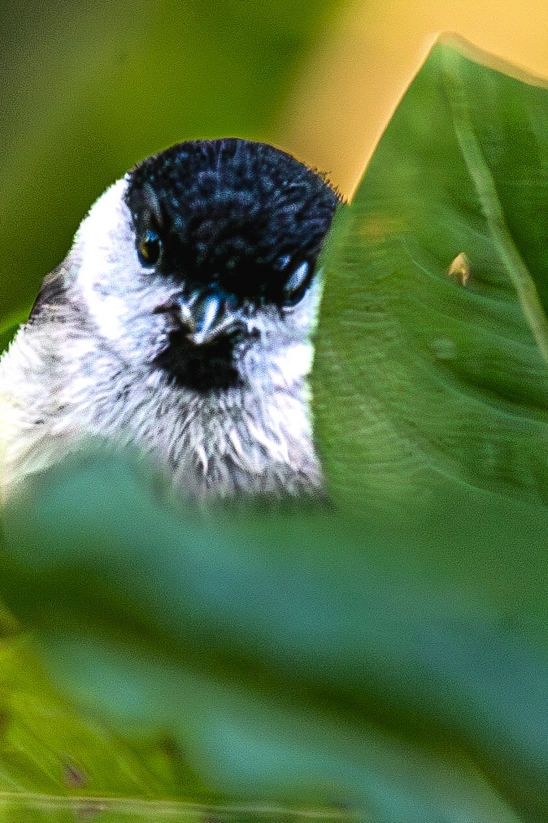 Marsh Tit - ML620644871