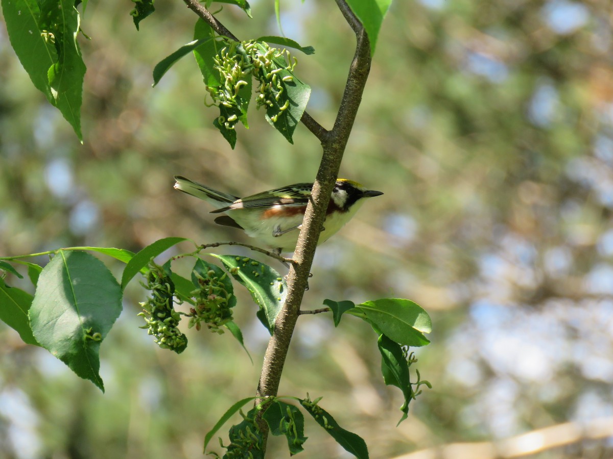 Chestnut-sided Warbler - ML620644872