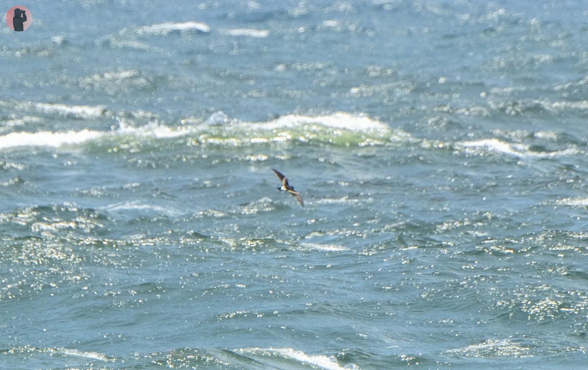 Leach's Storm-Petrel - ML620644878