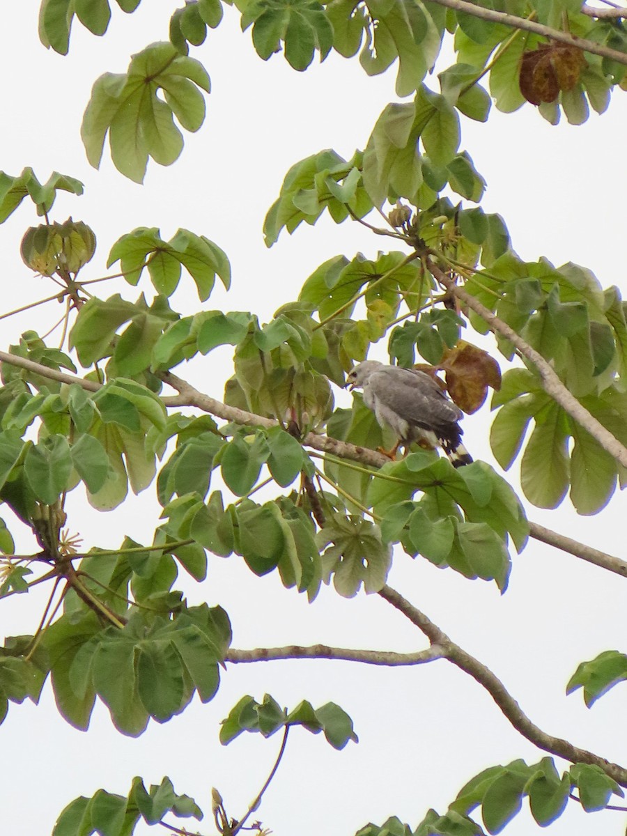 Gray-lined Hawk - Liliam Concepcion