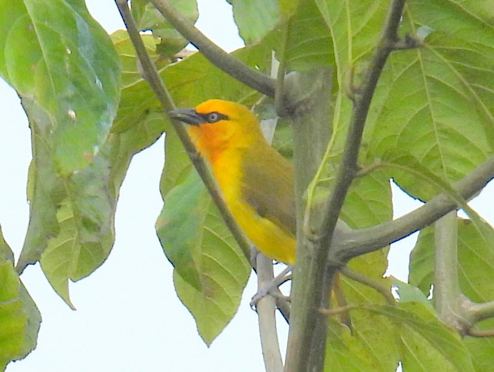 Spectacled Weaver (Yellow-throated) - ML620644881