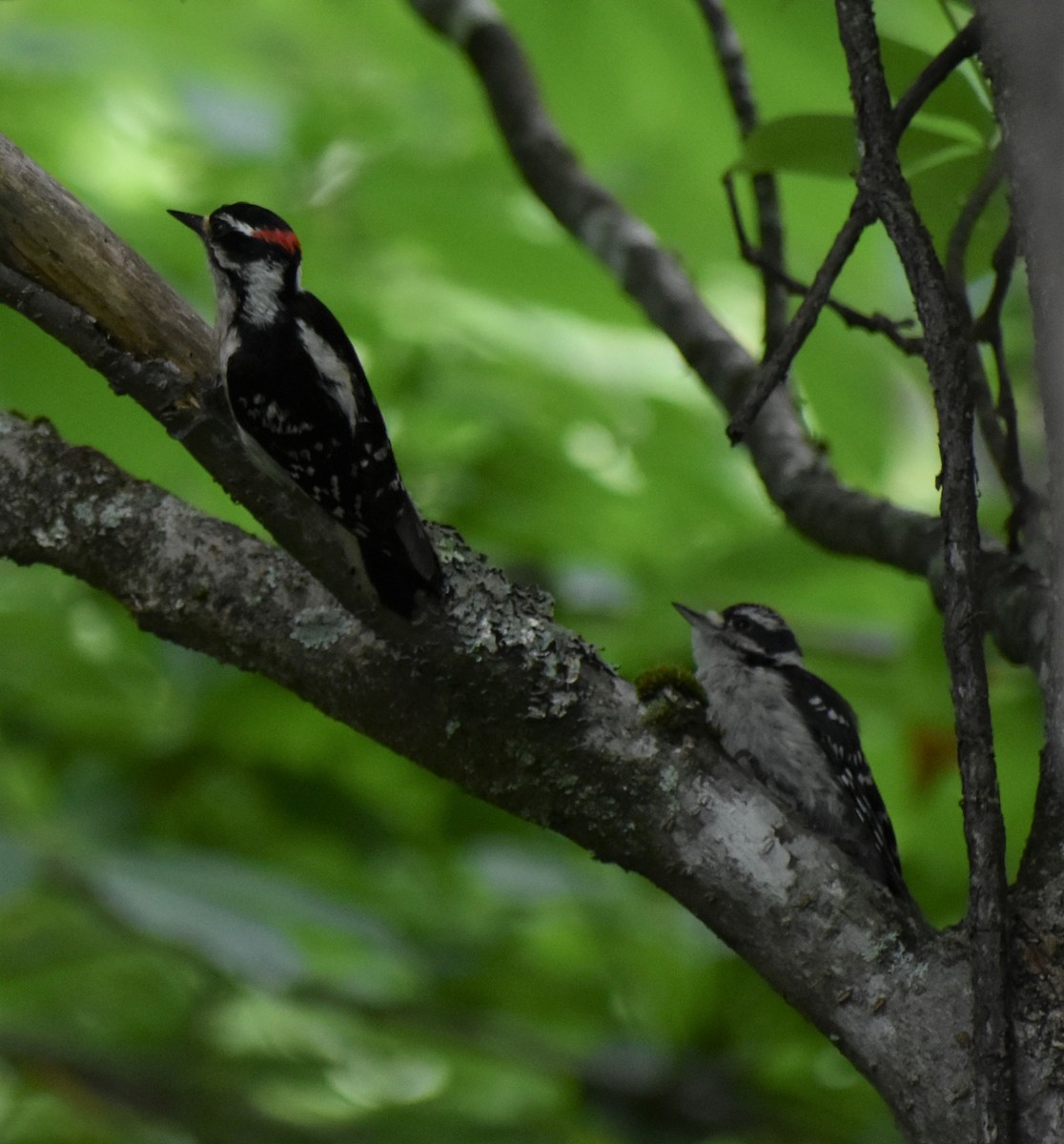 Yumuşak Tüylü Ağaçkakan (pubescens/medianus) - ML620644888