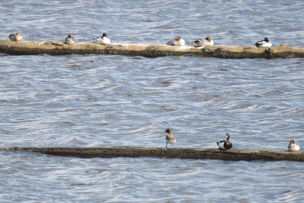 Tufted Duck - ML620644891