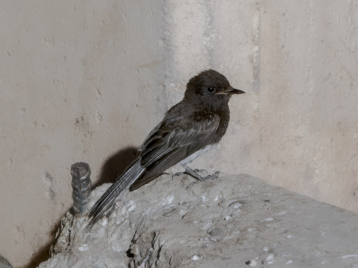 Black Phoebe - ML620644892