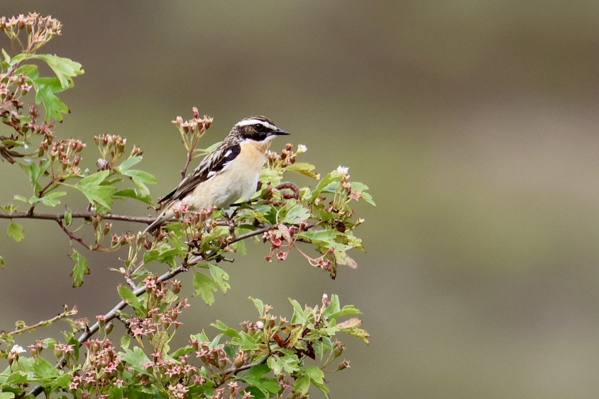 Braunkehlchen - ML620644894