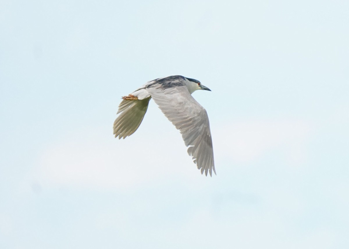 Black-crowned Night Heron - ML620644895