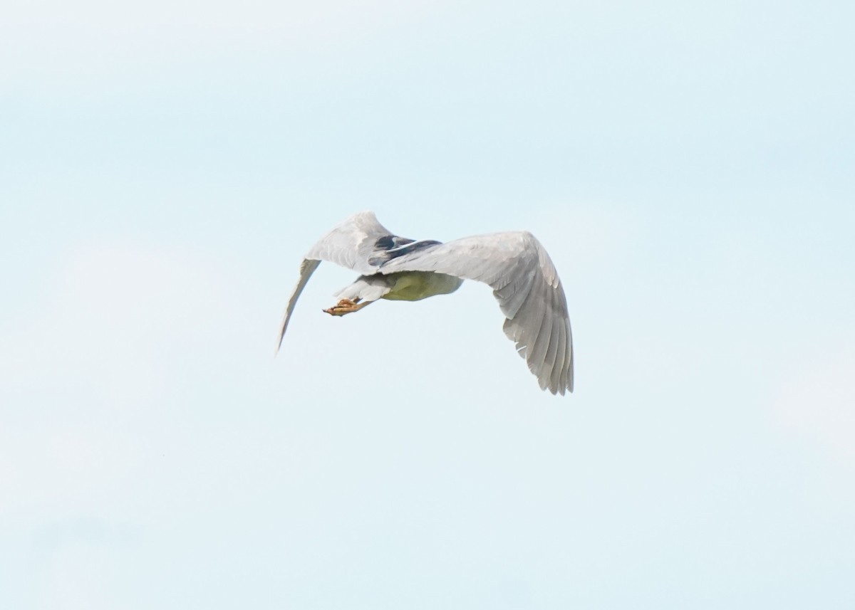 Black-crowned Night Heron - ML620644896