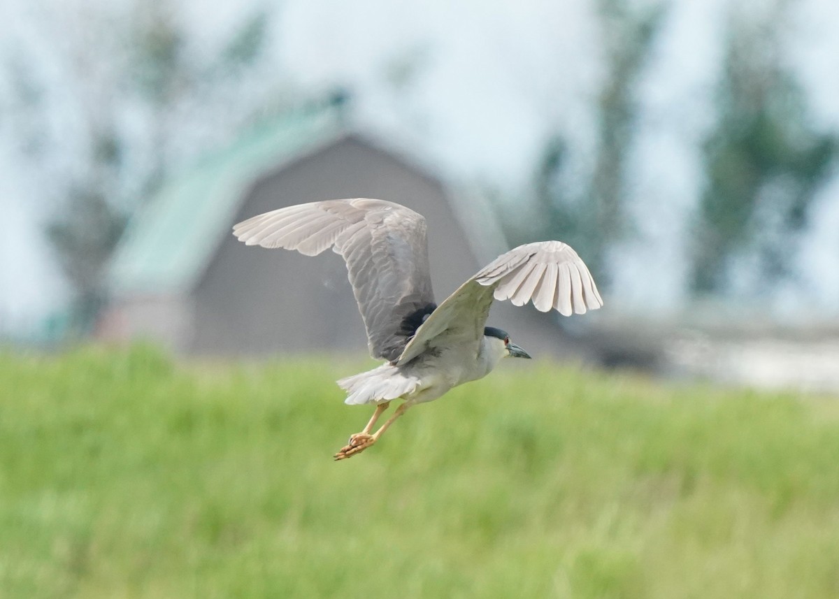 Black-crowned Night Heron - ML620644899