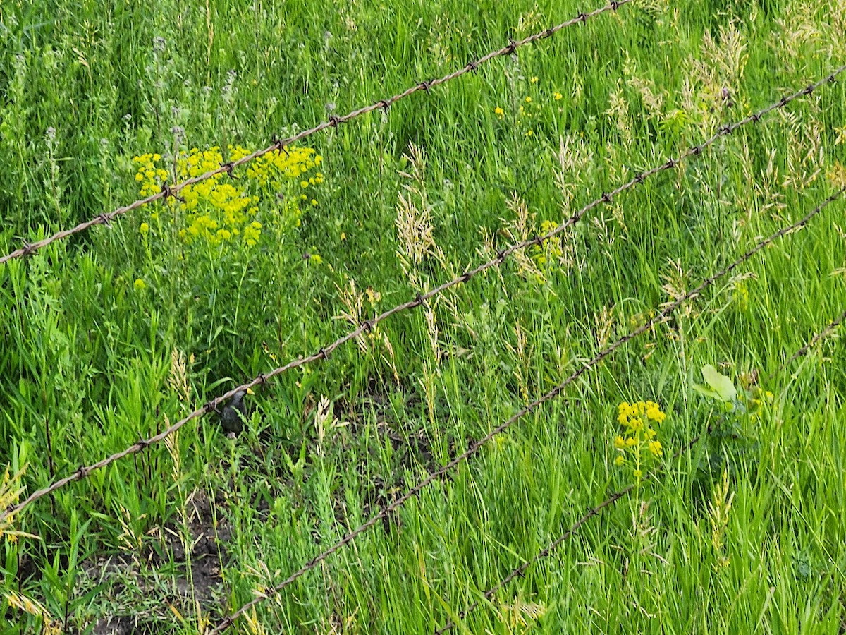 ברודית אמריקנית - ML620644902