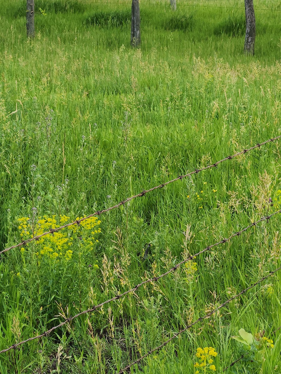 ברודית אמריקנית - ML620644904