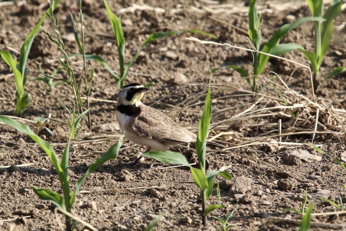 Horned Lark - ML620644908