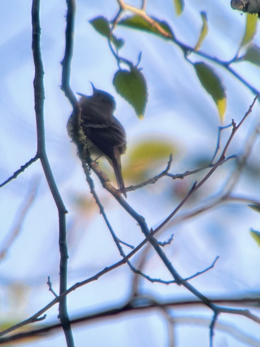 Least Flycatcher - ML620644910