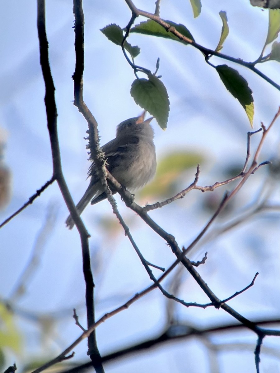 Least Flycatcher - ML620644911