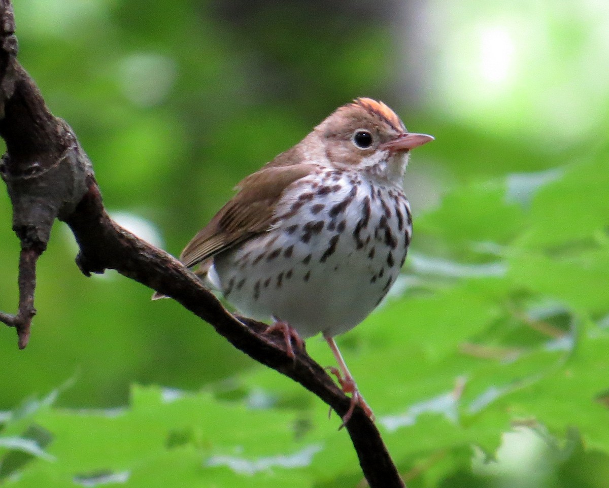 Ovenbird - ML620644914