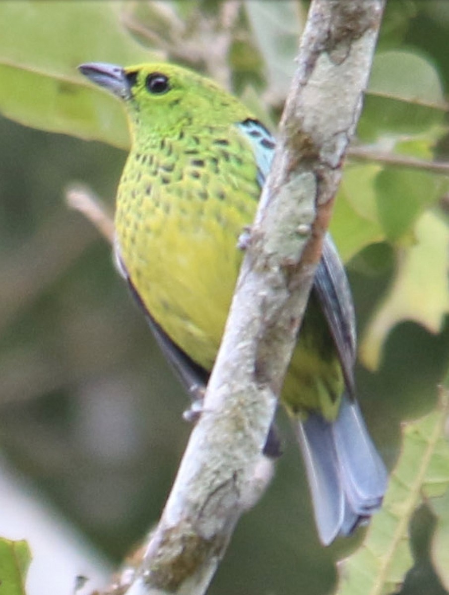 Yellow-bellied Tanager - ML620644915