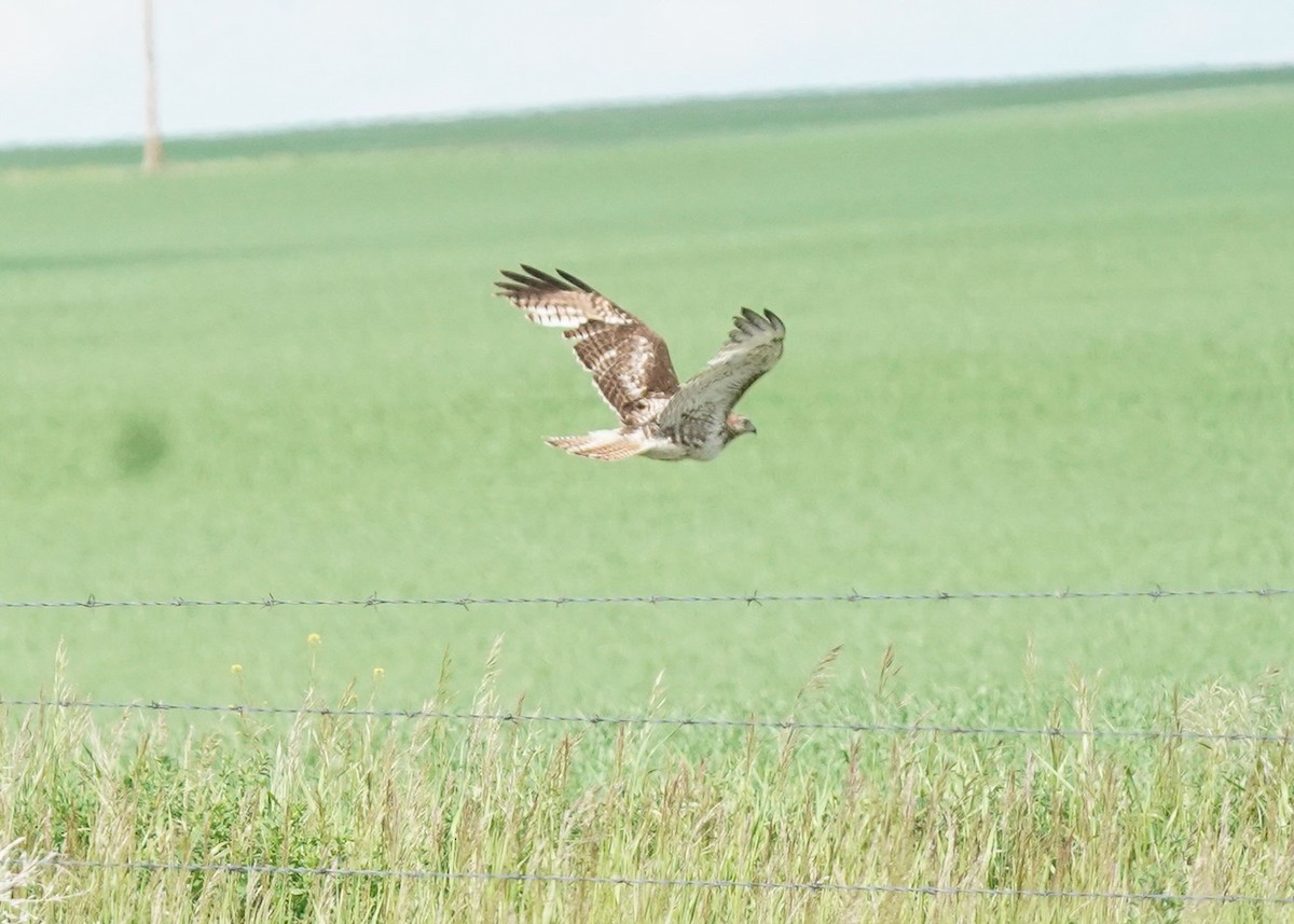 Rotschwanzbussard - ML620644916