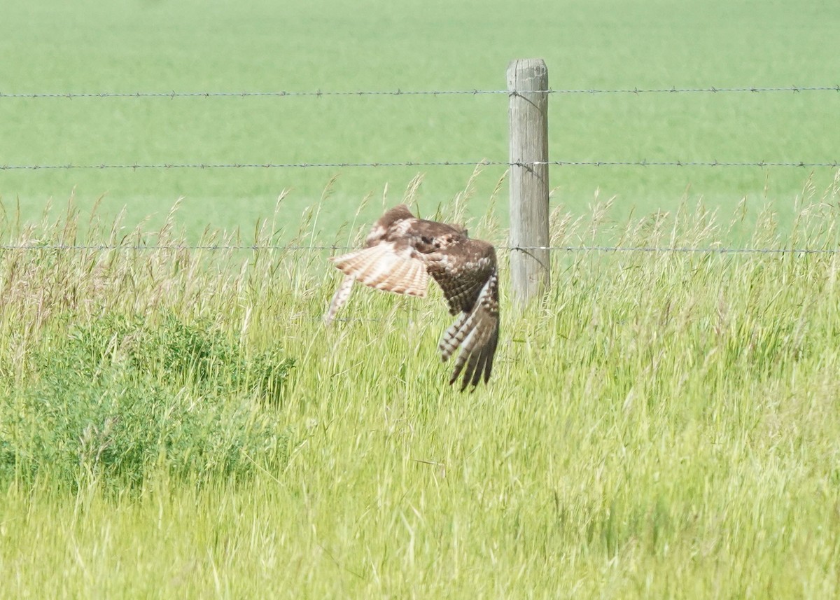 Red-tailed Hawk - ML620644918