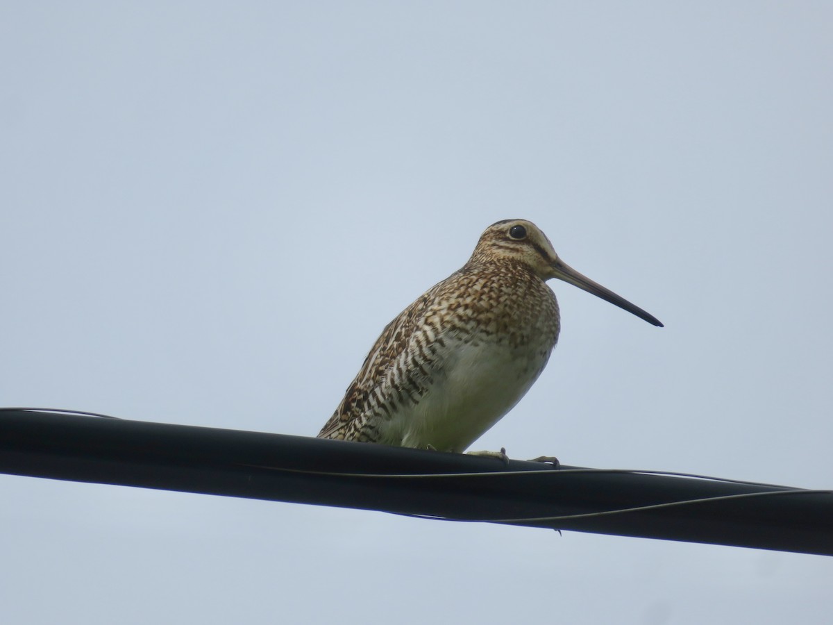 Wilson's Snipe - ML620644922