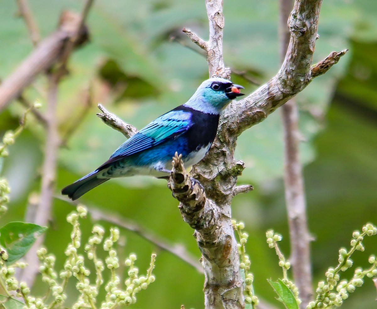 Masked Tanager - ML620644923