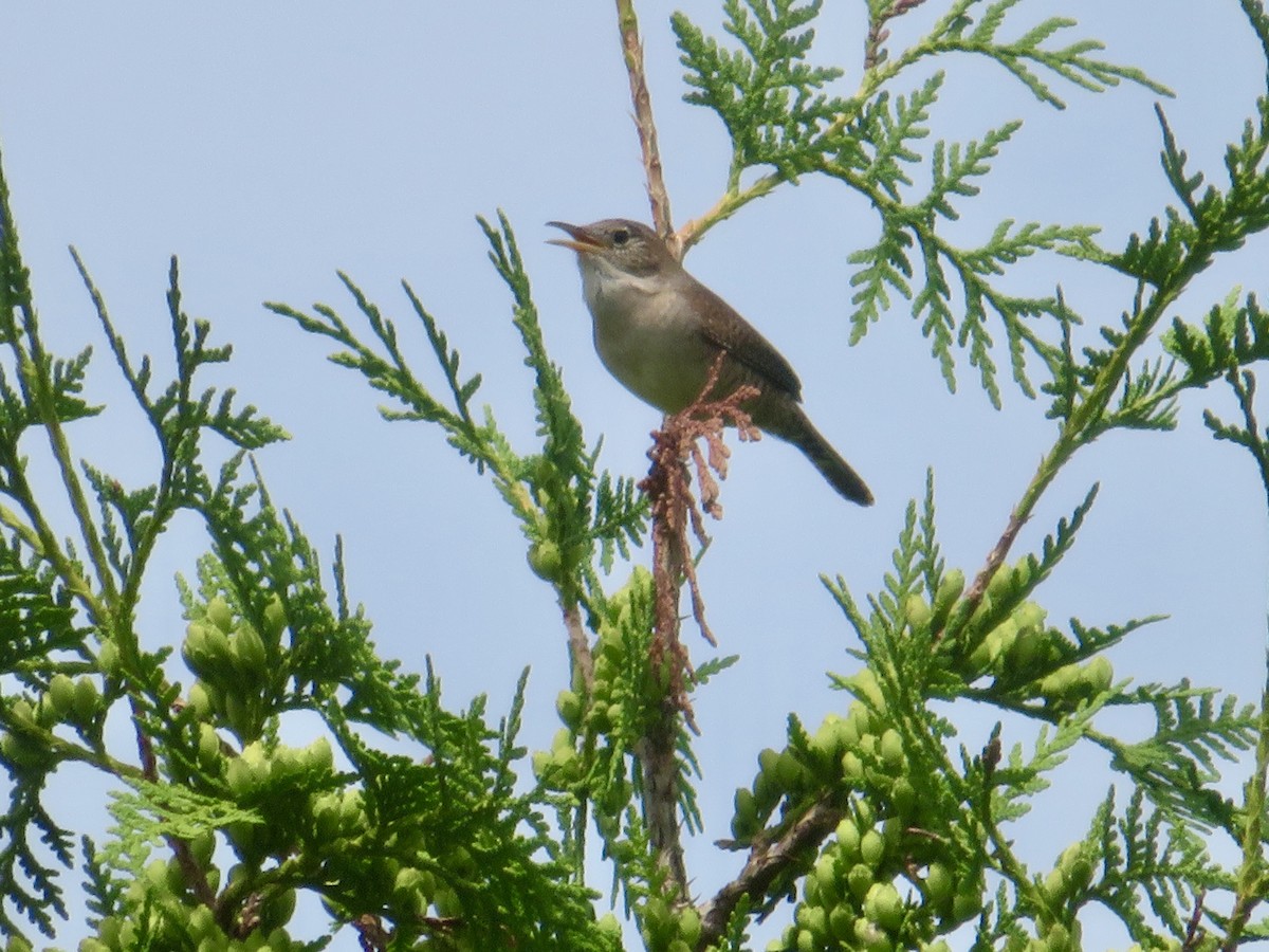 House Wren - Christine Cote