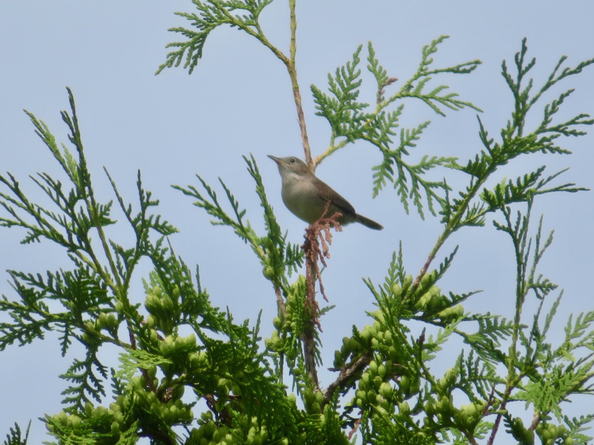 House Wren - ML620644927