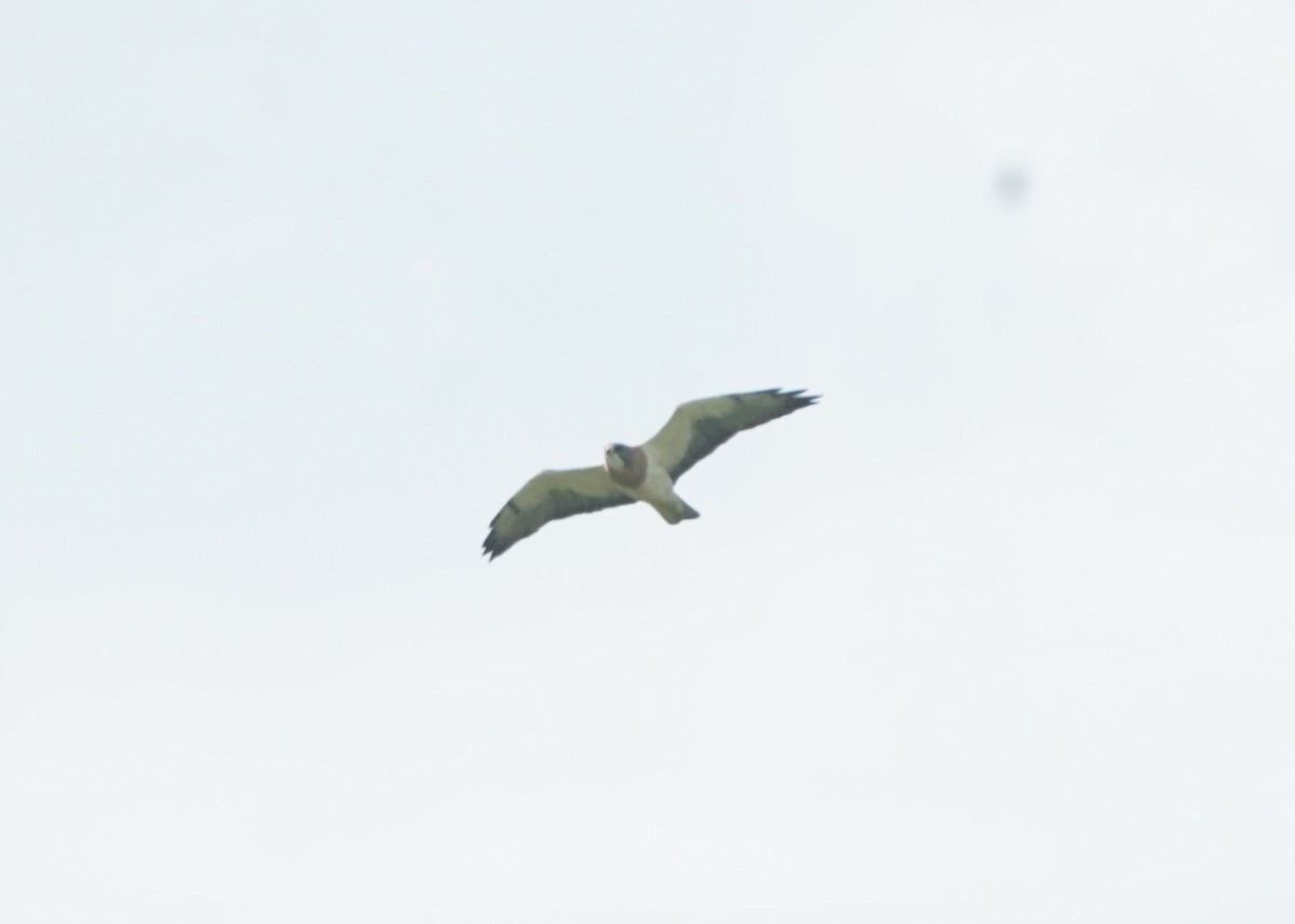 Swainson's Hawk - ML620644928