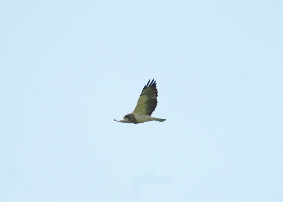 Swainson's Hawk - ML620644929