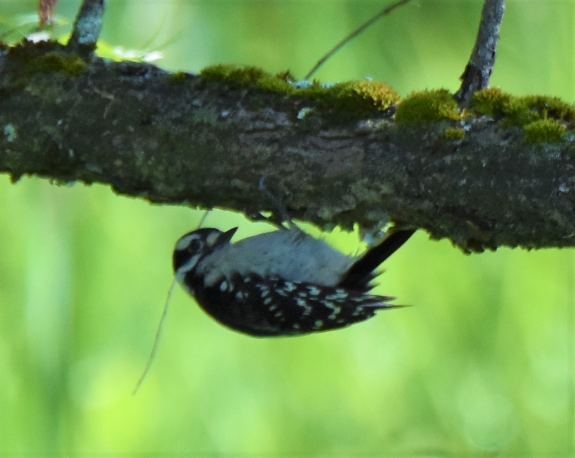 セジロコゲラ（pubescens／medianus） - ML620644930