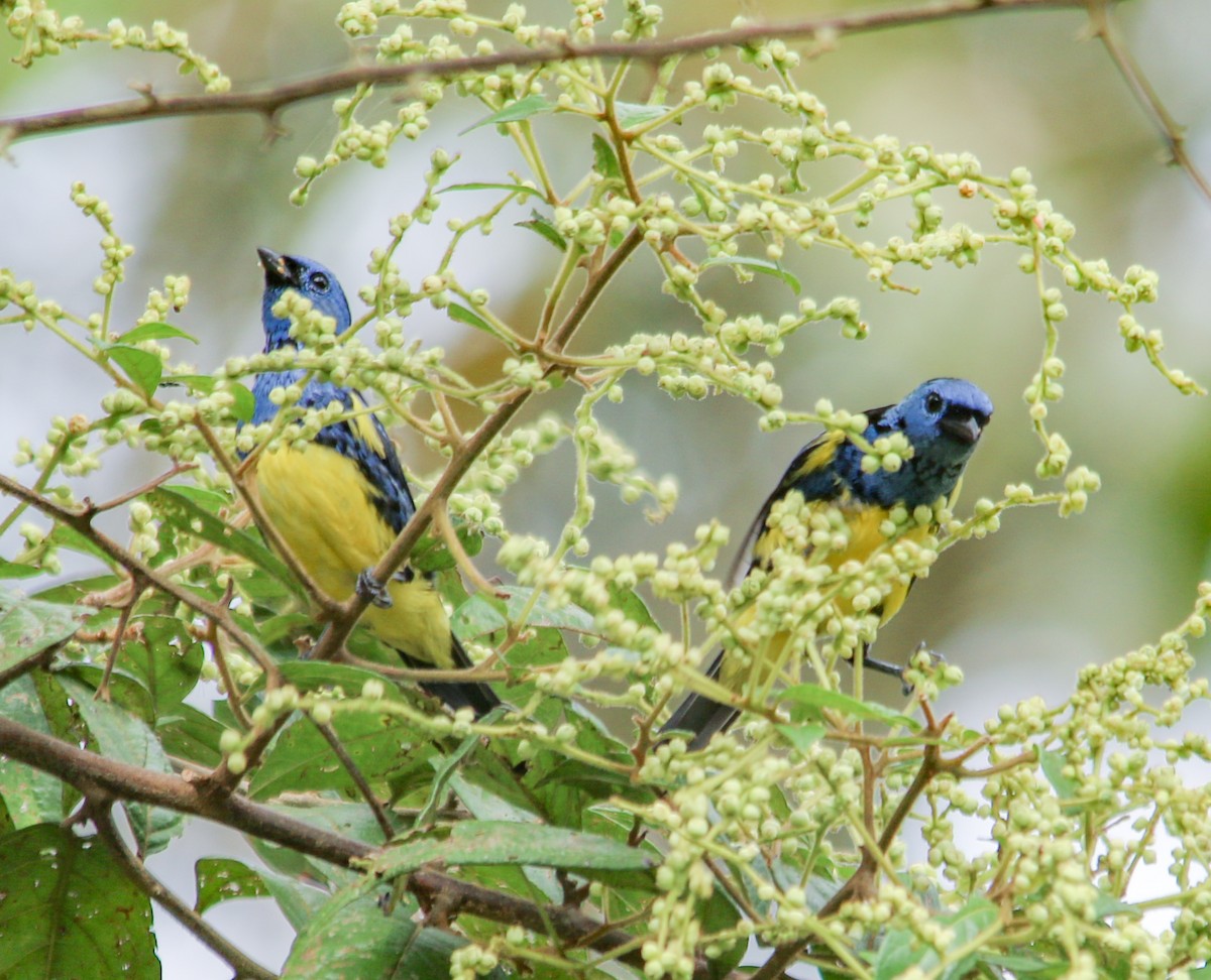 Turquoise Tanager - ML620644931