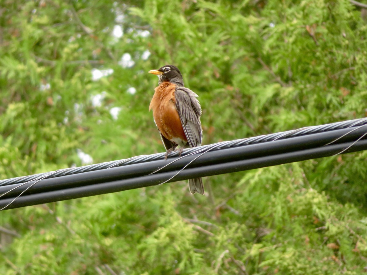 American Robin - ML620644932