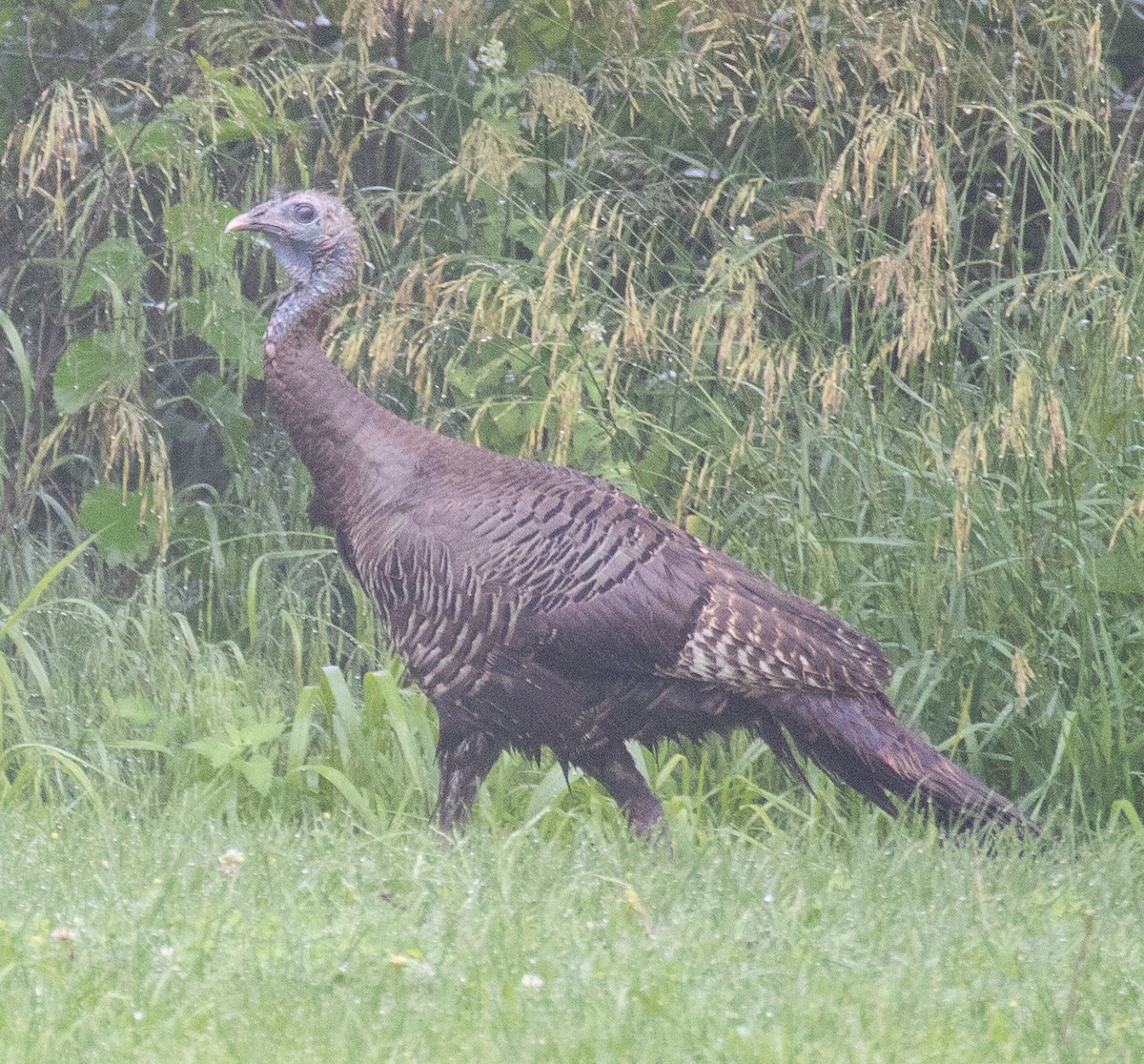 Wild Turkey - ML620644938