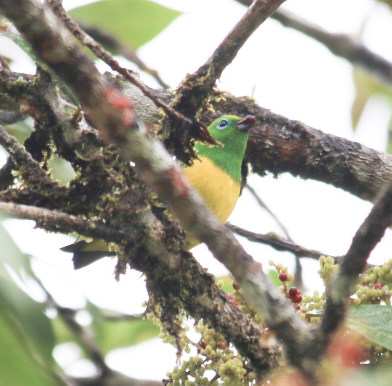 Blue-naped Chlorophonia - ML620644942