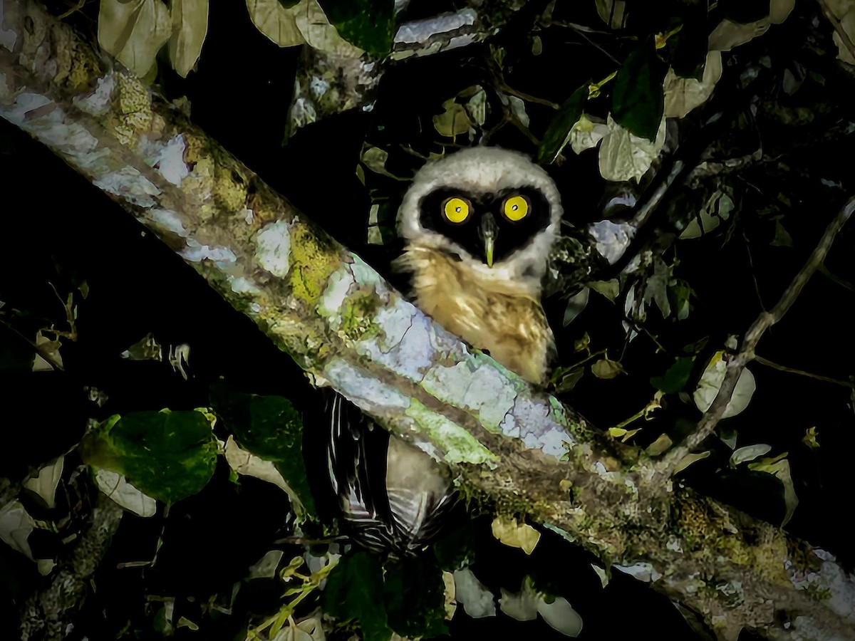 Spectacled Owl - ML620644944