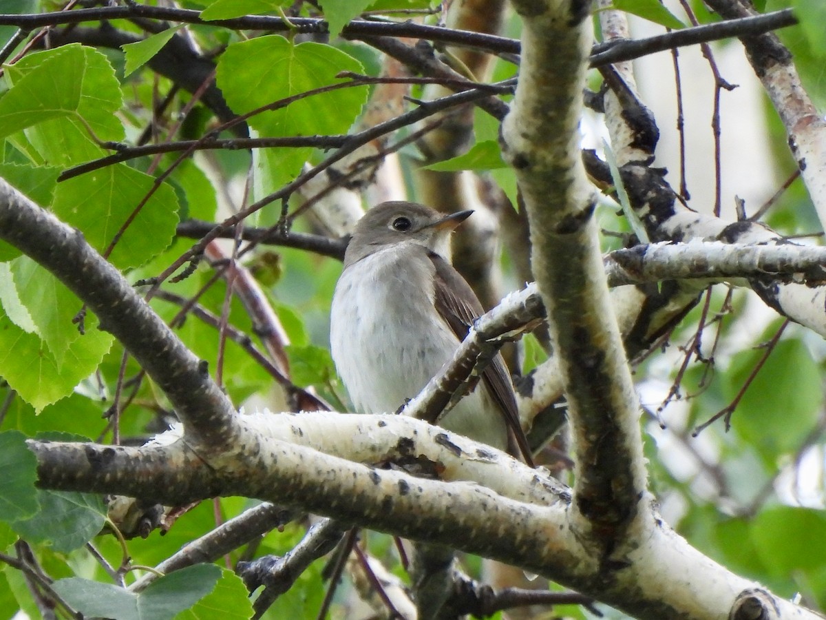 Asian Brown Flycatcher - ML620644949