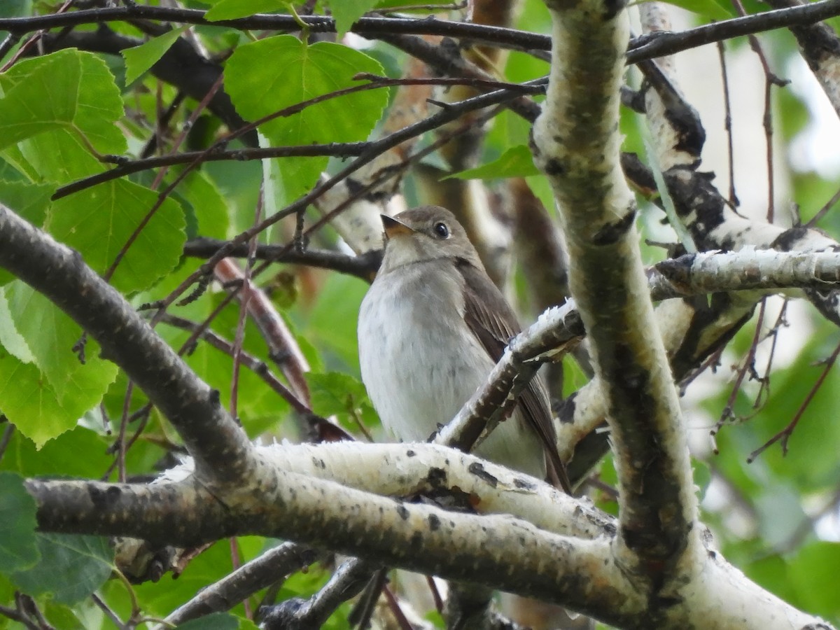 Asian Brown Flycatcher - ML620644950