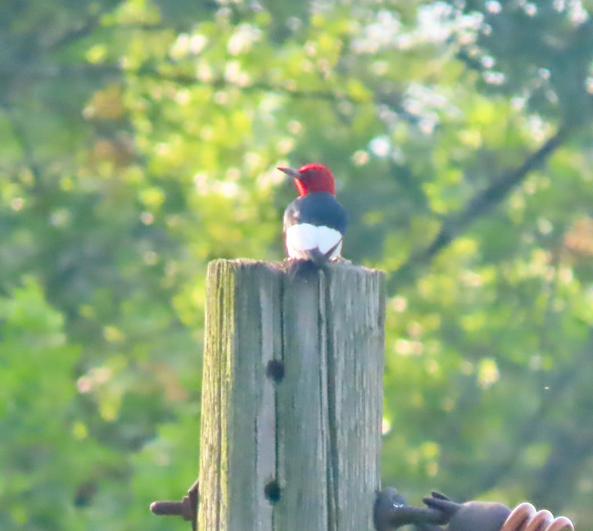 Red-headed Woodpecker - ML620644957