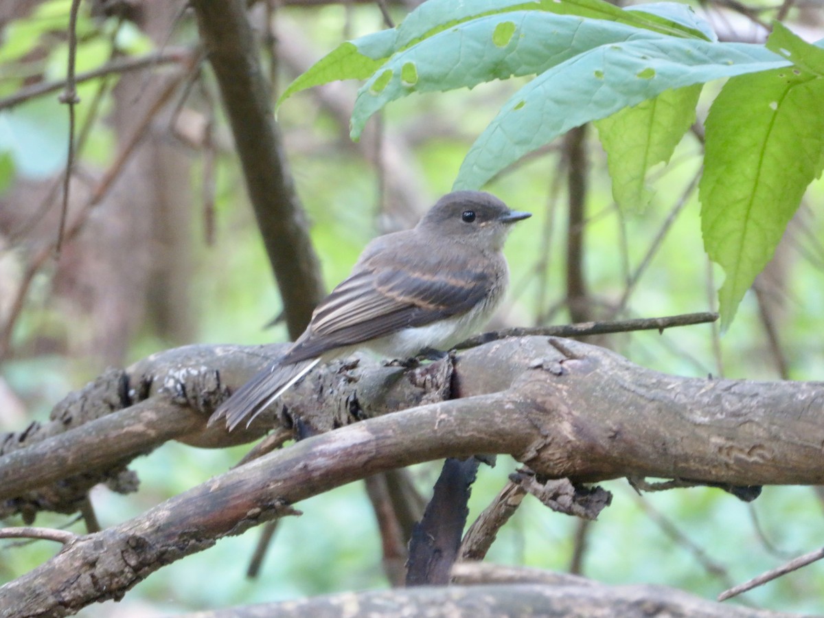 Eastern Phoebe - ML620644964