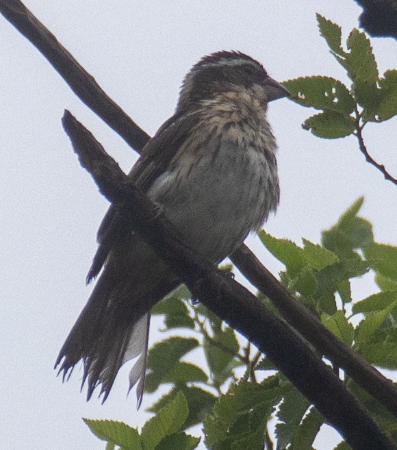 Rose-breasted Grosbeak - Jim Wilson