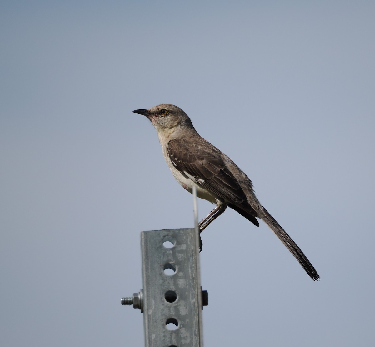 Northern Mockingbird - ML620644966