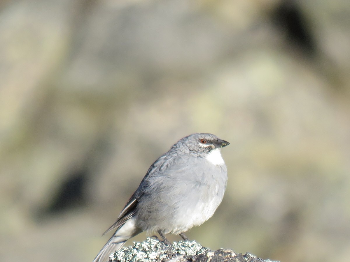 Glacier Finch - Ron Batie