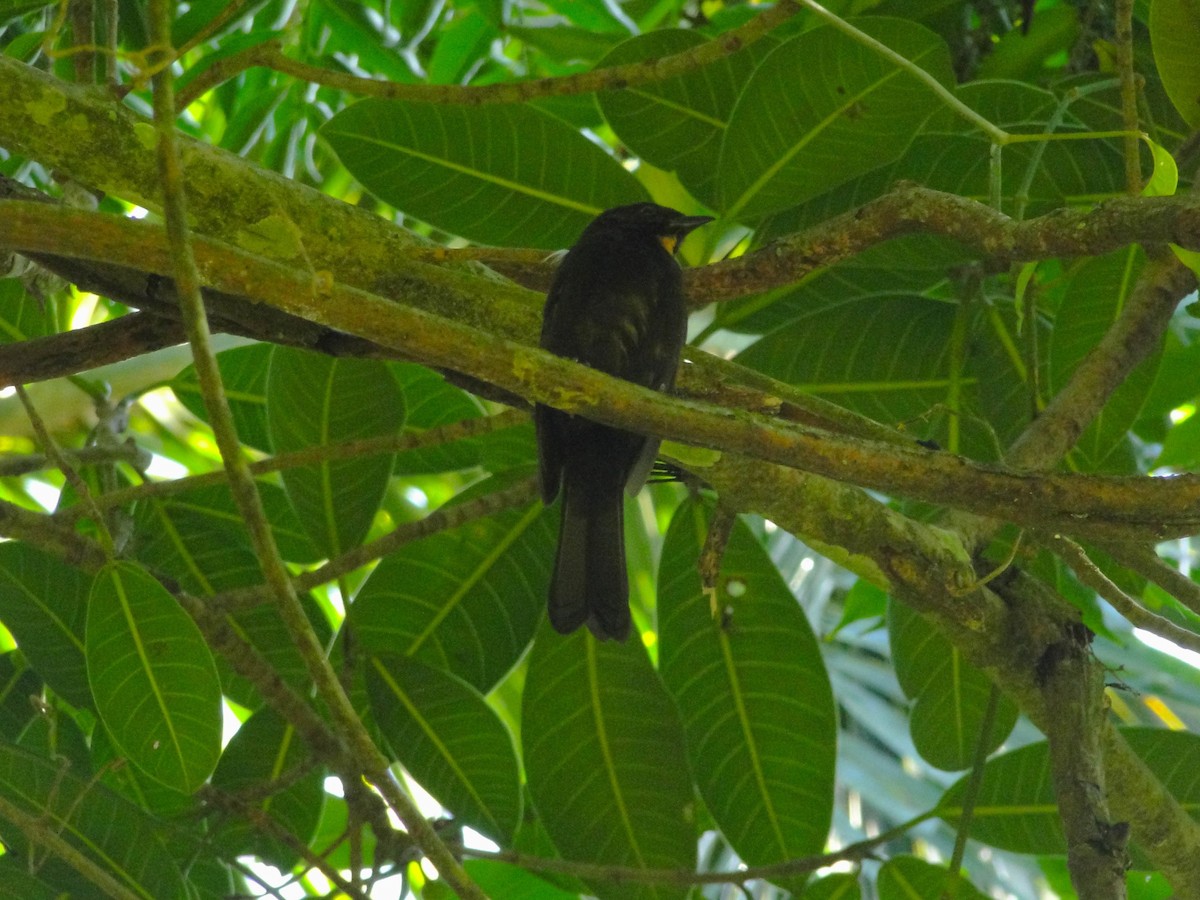 Flame-crested Tanager (Flame-crested) - ML620644971