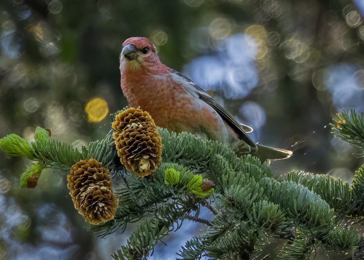 Pine Grosbeak - ML620644973