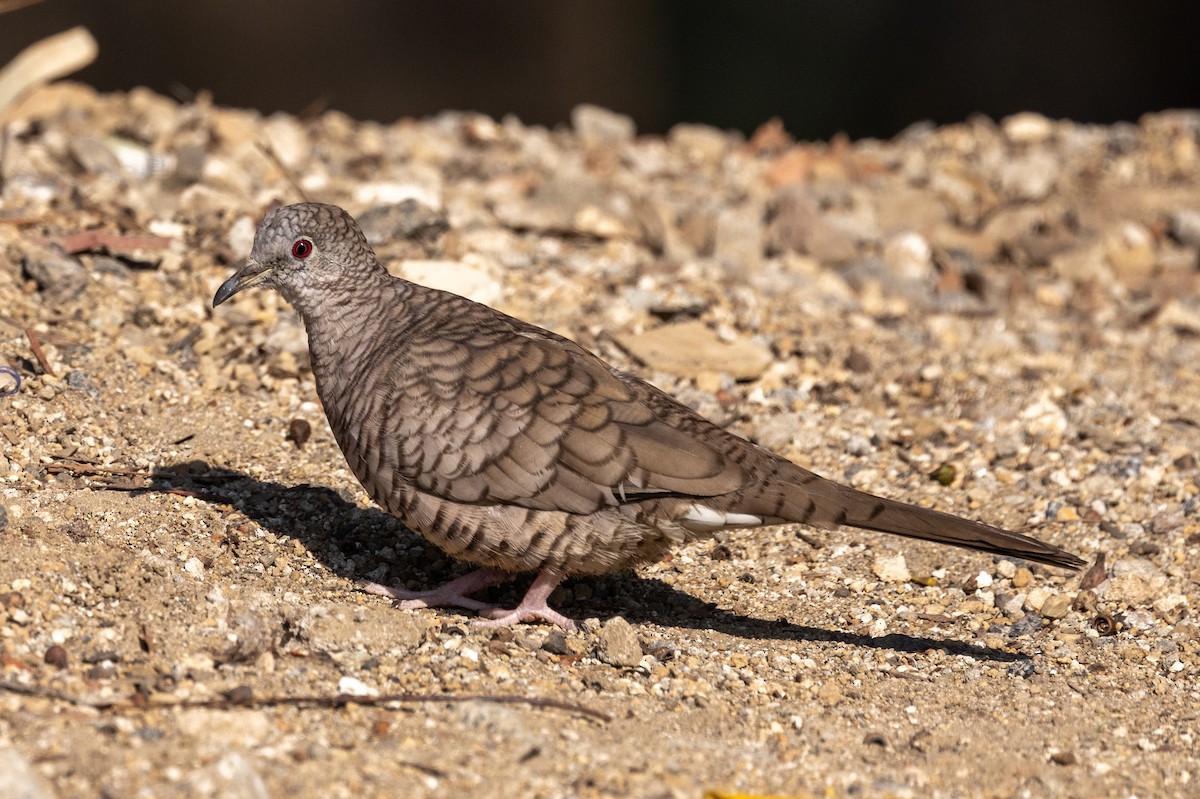 Inca Dove - ML620644976