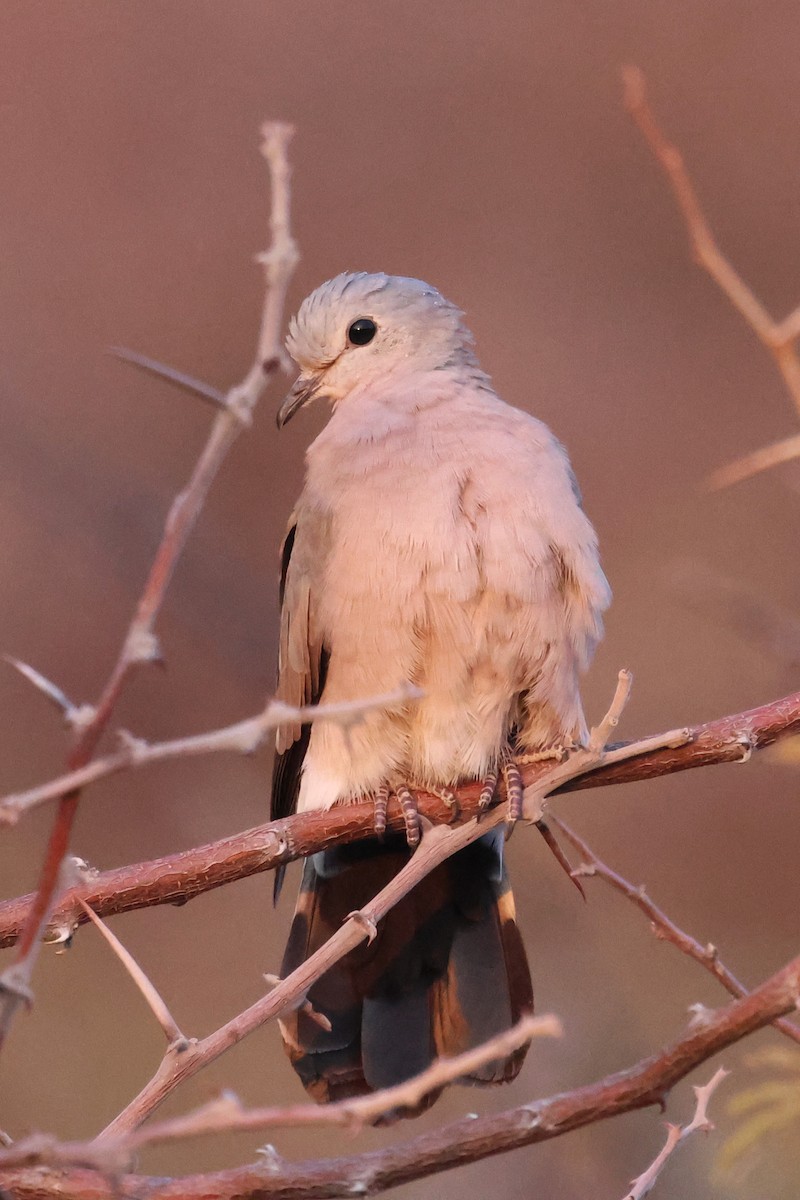 Emerald-spotted Wood-Dove - ML620644977