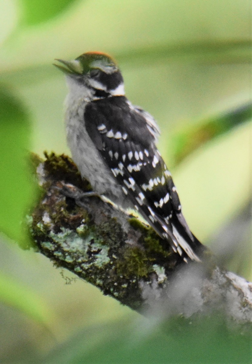 Downy Woodpecker (Eastern) - ML620644979